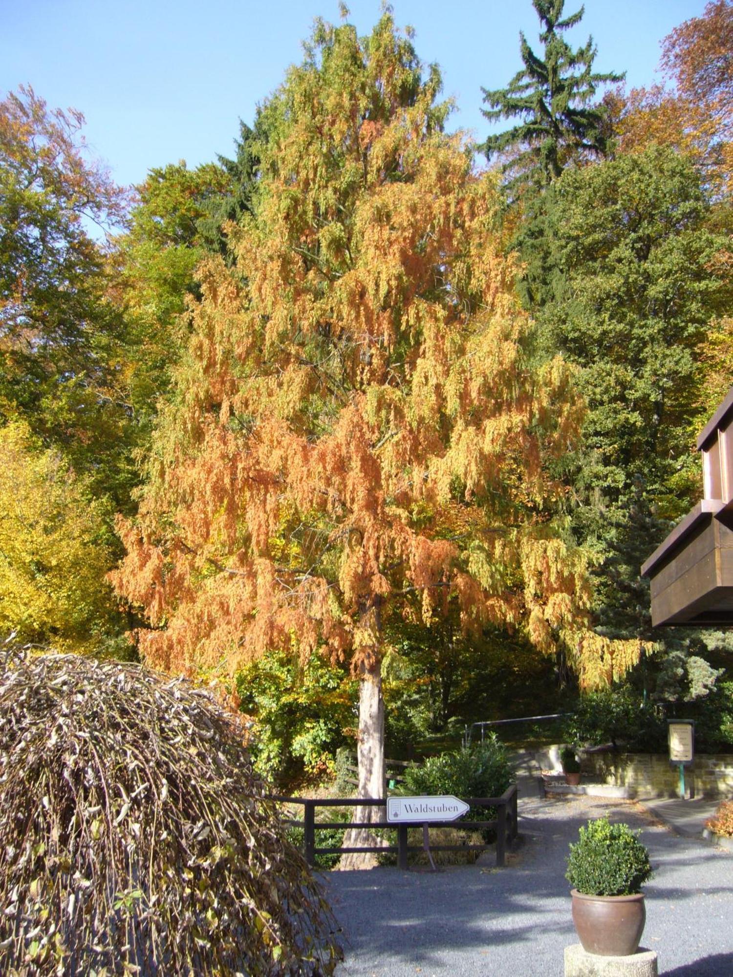 Romantik Waldhotel Mangold Bergisch Gladbach Exterior foto